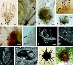 Attēlu rezultāti vaicājumam “Retinia resinella pupa”