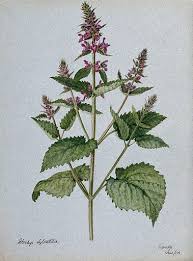 Attēlu rezultāti vaicājumam “Stachys officinalis leaf”