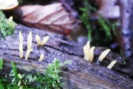 Attēlu rezultāti vaicājumam “Calocera glossoides”