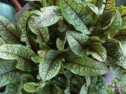 Image result for Rumex sanguineum