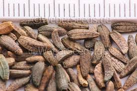 Attēlu rezultāti vaicājumam “Arctium lappa fruit”