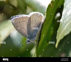 Attēlu rezultāti vaicājumam “Celastrina argiolus underside”