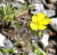 Attēlu rezultāti vaicājumam “Potentilla arenaria flower”