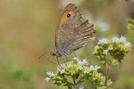 Attēlu rezultāti vaicājumam “Hyponephele lycaon male”