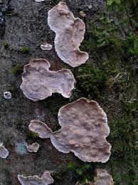 Attēlu rezultāti vaicājumam “Stereum rugosum”