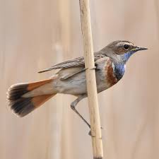 Attēlu rezultāti vaicājumam “Luscinia svecica adult”