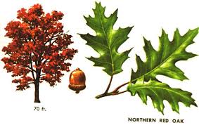 Attēlu rezultāti vaicājumam “Quercus rubra leaf”