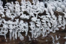 Attēlu rezultāti vaicājumam “Ceratiomyxa fruticulosa”