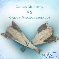 Image result for Gadus macrocephalus