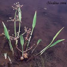Attēlu rezultāti vaicājumam “Alisma gramineum flower”