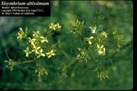 Attēlu rezultāti vaicājumam “Sisymbrium altissimum”