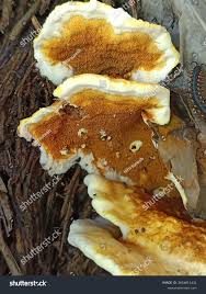 Attēlu rezultāti vaicājumam “Gloeoporus dichrous”