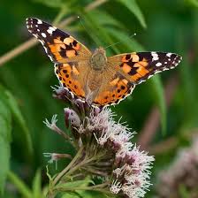 Attēlu rezultāti vaicājumam “Vanessa cardui”