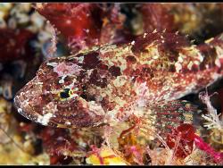 Image result for Myoxocephalus octodecemspinosus