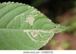 Attēlu rezultāti vaicājumam “Impatiens parviflora leaf”