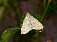 Attēlu rezultāti vaicājumam “Pediasia contaminella”