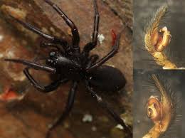 Attēlu rezultāti vaicājumam “Agelenidae”