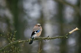 Attēlu rezultāti vaicājumam “Garrulus glandarius adult”