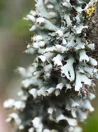 Attēlu rezultāti vaicājumam “Physcia adscendens”