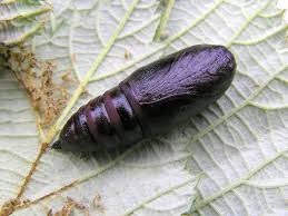 Attēlu rezultāti vaicājumam “Ceramica pisi larva”