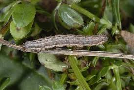 Attēlu rezultāti vaicājumam “Camptogramma bilineata”