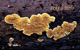 Attēlu rezultāti vaicājumam “Pseudomerulius aureus”