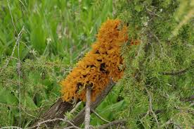 Attēlu rezultāti vaicājumam “Gymnosporangium sp.”