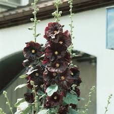 Image result for Alcea rosea nigra