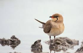 Image result for Glareola pratincola