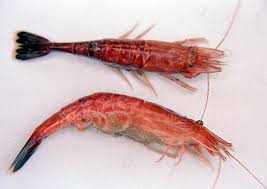 Attēlu rezultāti vaicājumam “Crangon crangon”