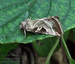 Attēlu rezultāti vaicājumam “Eucarta virgo”