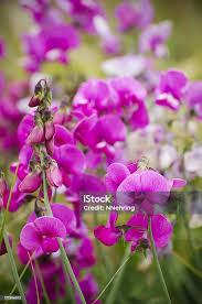 Attēlu rezultāti vaicājumam “Lathyrus latifolius flower”