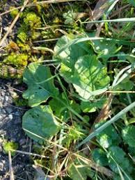 Attēlu rezultāti vaicājumam “Barbarea vulgaris subsp. arcuata”