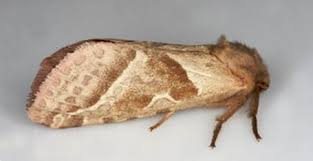 Attēlu rezultāti vaicājumam “Hepialidae”