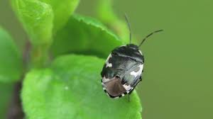 Attēlu rezultāti vaicājumam “Tritomegas bicolor”