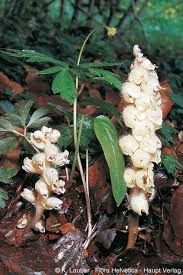 Attēlu rezultāti vaicājumam “Lathraea squamaria”