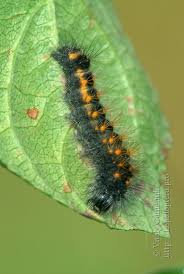 Attēlu rezultāti vaicājumam “Acronicta auricoma larva”