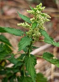 Attēlu rezultāti vaicājumam “Urtica dioica fruit”