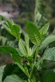 Attēlu rezultāti vaicājumam “Nicotiana tabacum leaf”
