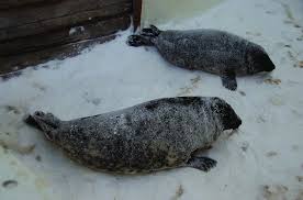 Image result for Halichoerus grypus