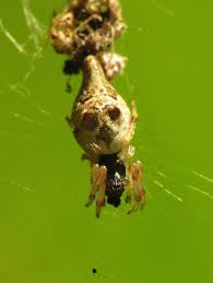 Attēlu rezultāti vaicājumam “Araneidae”