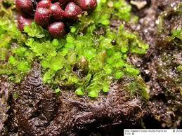 Attēlu rezultāti vaicājumam “Nardia geoscyphus”