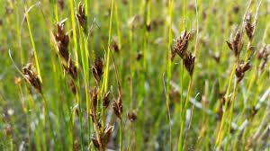 Attēlu rezultāti vaicājumam “Rhynchospora fusca”