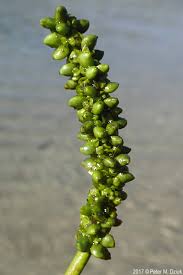 Attēlu rezultāti vaicājumam “Potamogeton natans”