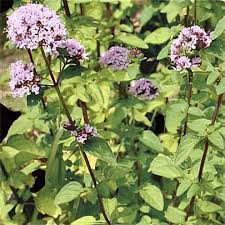 Image result for Origanum majorana