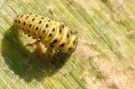 Attēlu rezultāti vaicājumam “Psyllobora vigintiduopunctata”