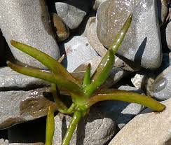 Attēlu rezultāti vaicājumam “Subularia aquatica leaf”