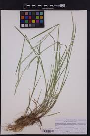 Attēlu rezultāti vaicājumam “Glyceria lithuanica”