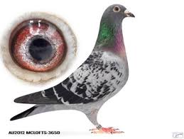 Image result for Meridian Racing Pigeon Lofts