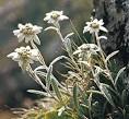 edelweiss -- Britannica Online Encyclopedia